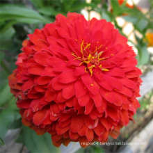 Factory Price Marigold Lily Flower Seed Flower Gerbera Seed